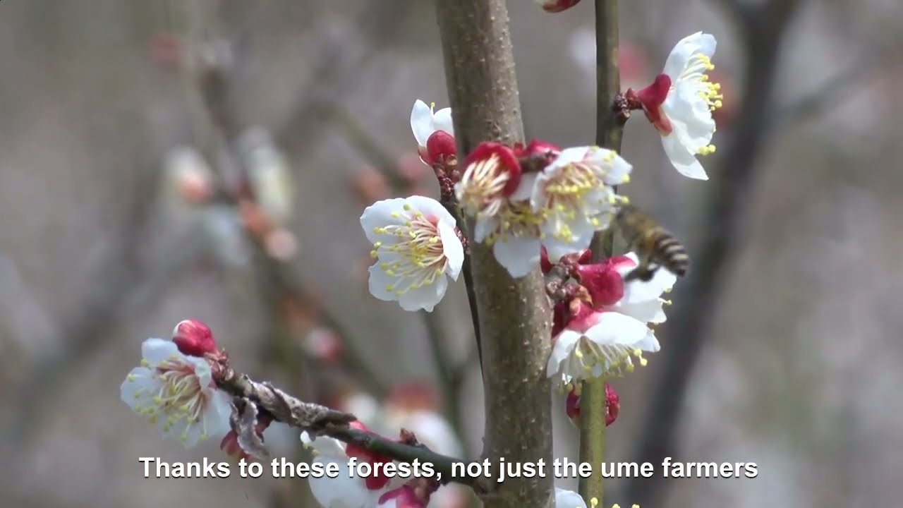 The Secret Behind Japan&rsquo;s Famous Ume (Plums): Minabe-Tanabe&rsquo;s Ume System