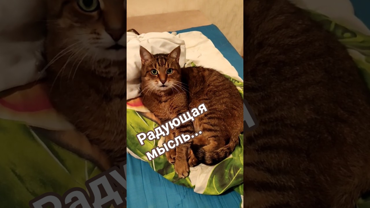 Идущие следом#цитатыстэтхэма #cat #видосыоткота #прикольныекоты #кот