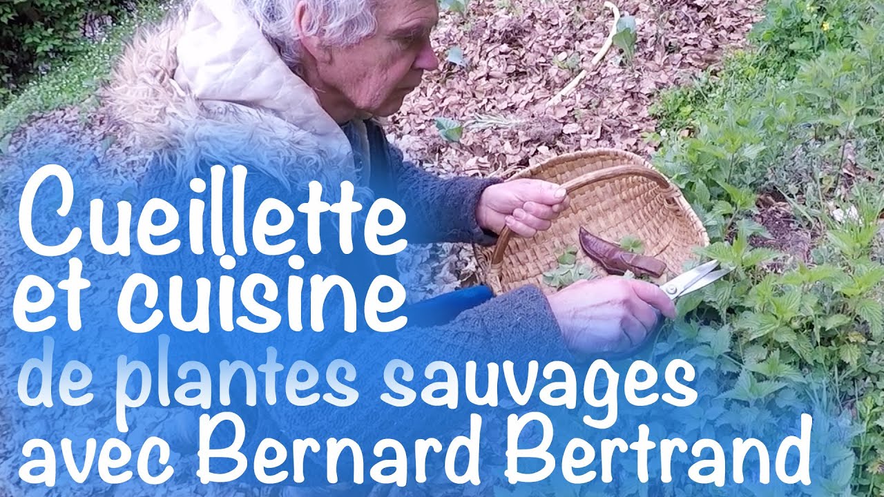 Cueillette et cuisine de plantes sauvages de printemps avec Bernard Bertrand