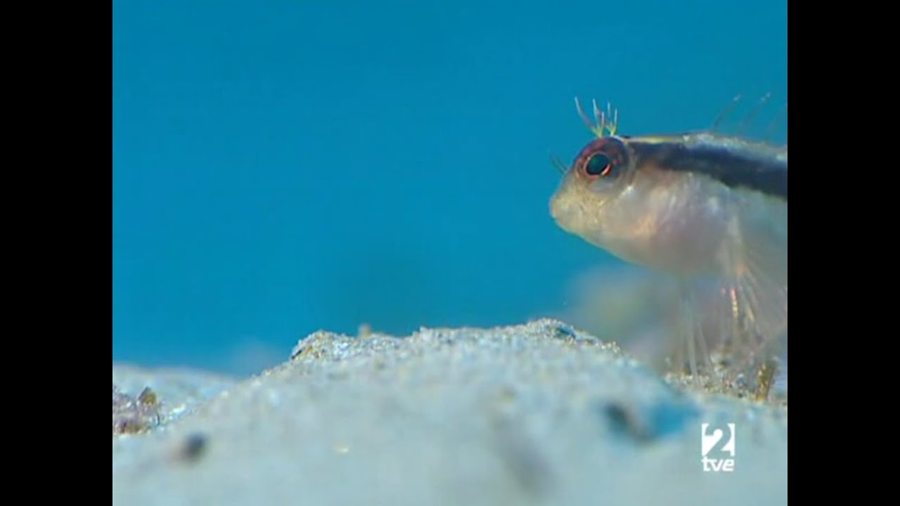 📺 FORMENTERA: LA ESPAÑA SUMERGIDA | Mar Mediterráneo | TVE2