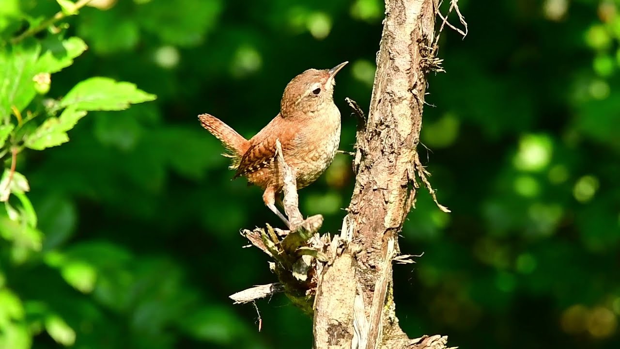 Orie&scaron;ok hned&yacute; (Eurasian wren)