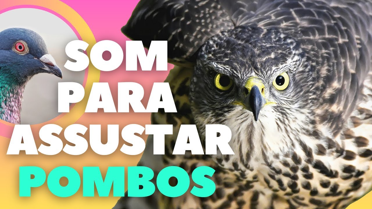 Canto do Gavião Carijó para espantar Pombos