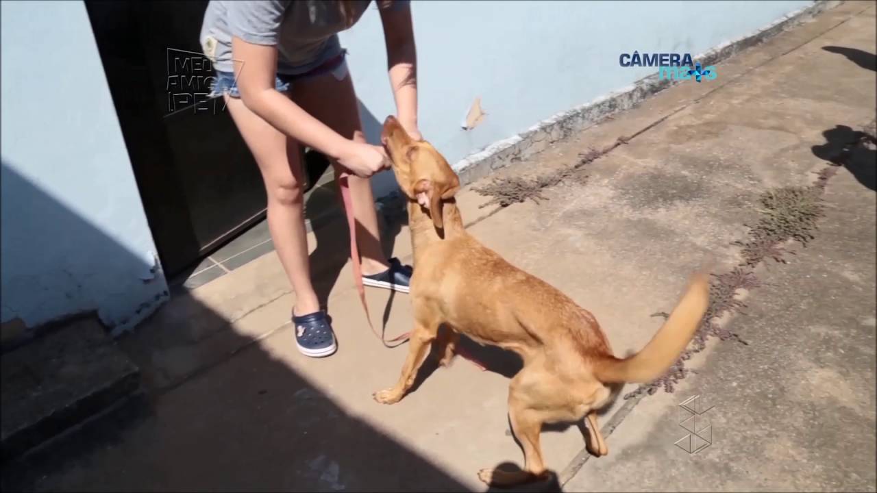 Maju:  veja como fazer um cão parar de pular nas pessoas