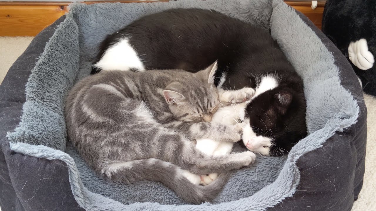 Cute Sleeping Cats