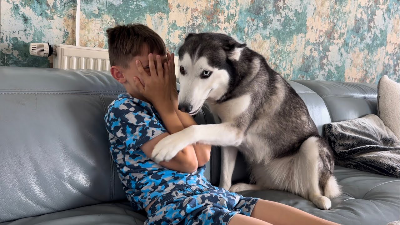 The Most PROTECTIVE Husky EVER!🥹💖.