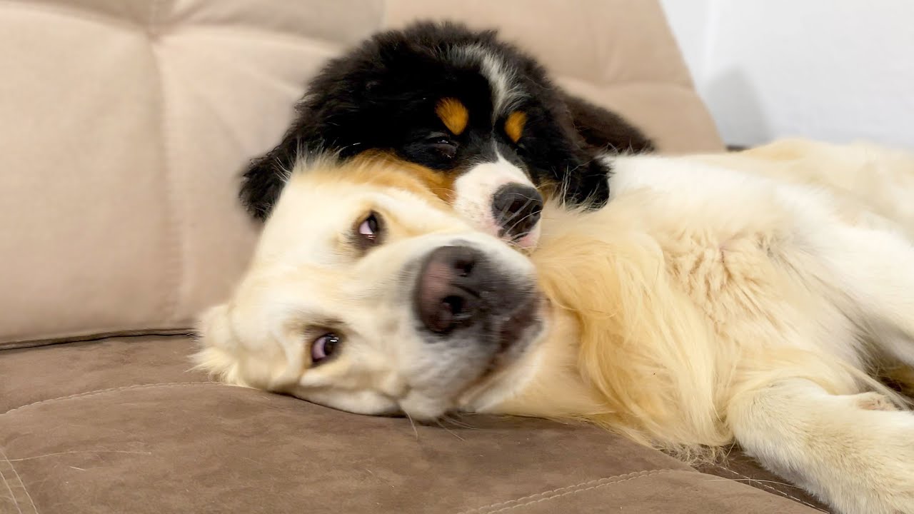 Bernese Mountain Dog Puppy Sleeps with Golden Retriever for the First Time!