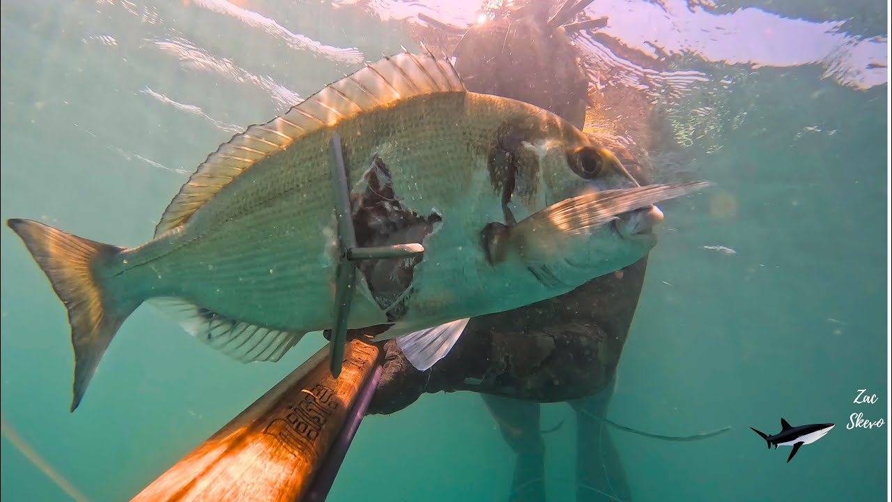 1.4 kg Quilt-head sea bream in murky waters...1,4 κ Τσιπούρα σε πολύ θολά νερά...