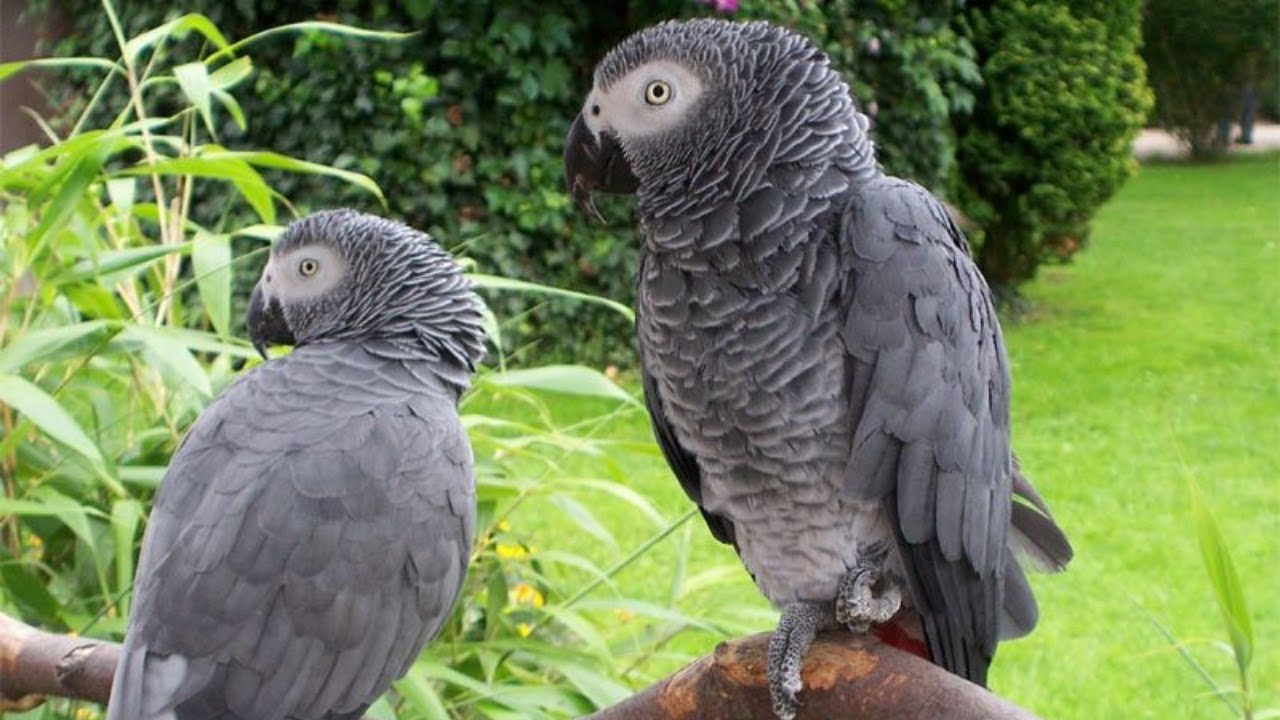 LORO GRIS , YACO. SONIDOS PARA LLAMAR , IMITAR, RELAJAR. EL MEJOR