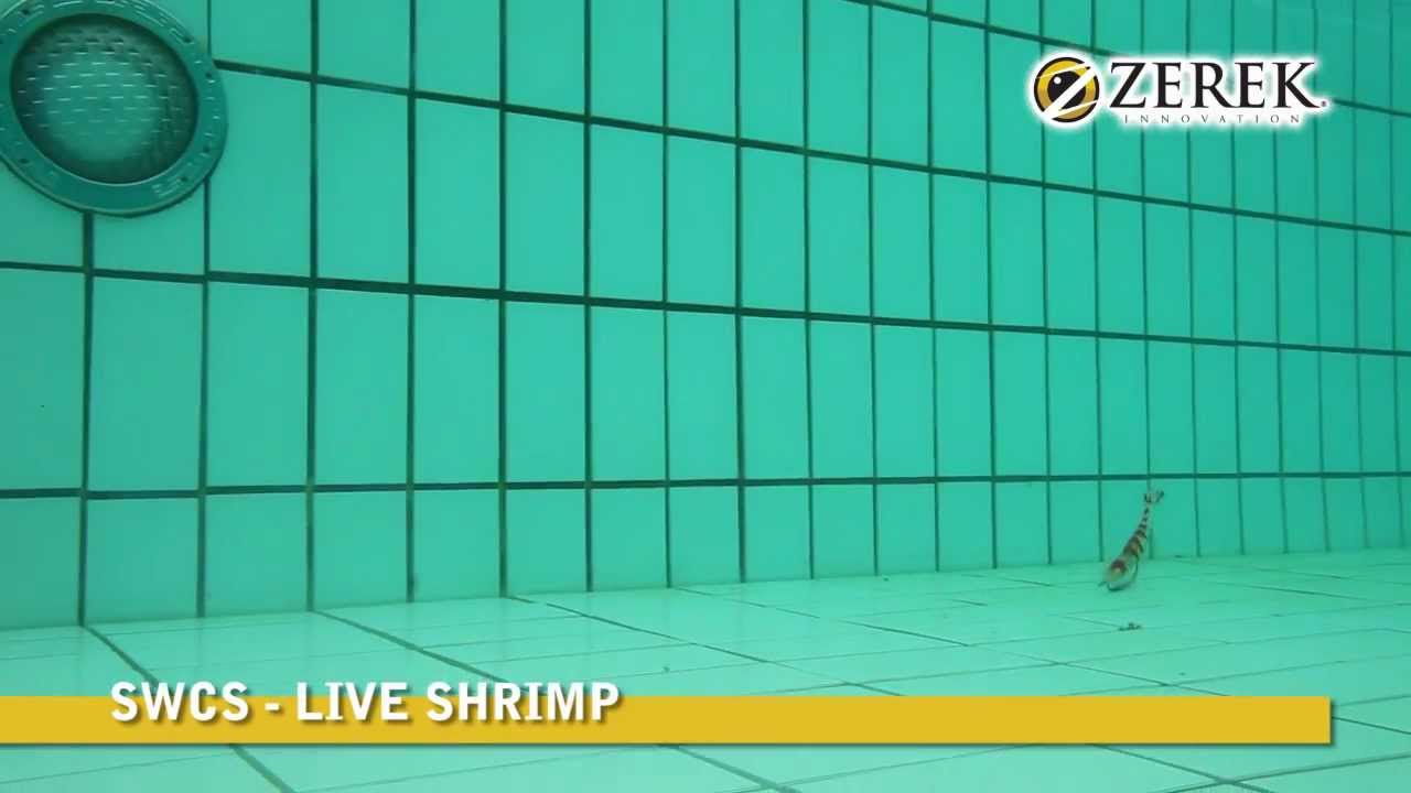 Zerek SWCS Live Shrimp