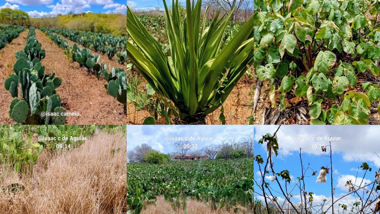 PLANTAS RESISTENTE AO SEMIÁRIDO, ALIMENTAÇÃO SUSTENTÁVEL PARA O REBANHO. 