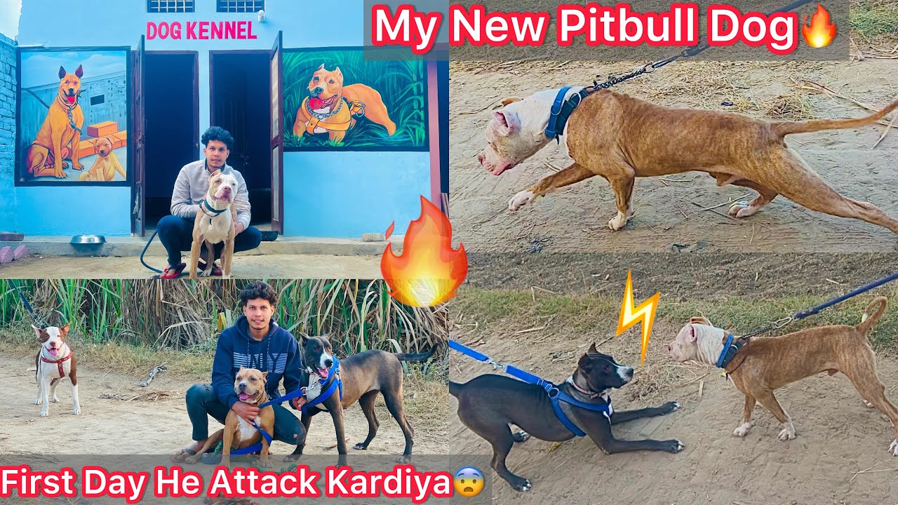 Bhura Ko Ghar Le Aaye😍My New Pitbull Dog🔥|| Mera Sabhi Dogs Ka Reaction New Dog Ko Dekh🐶