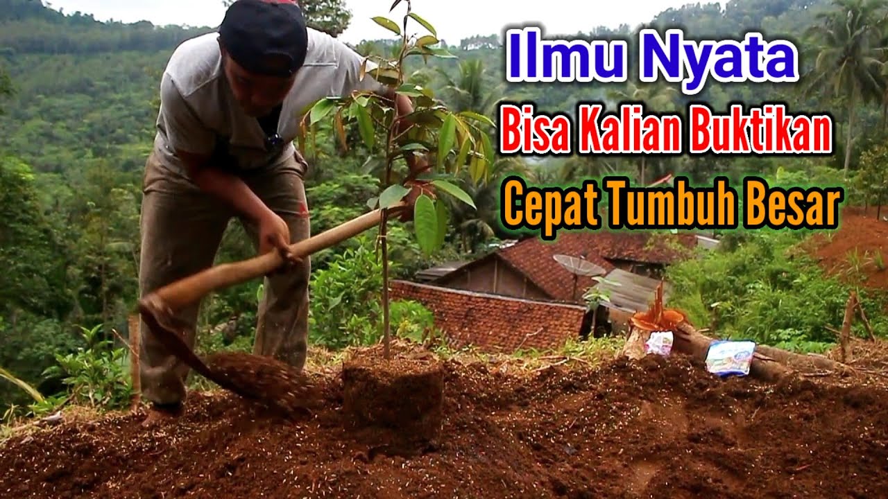 Cara Menanam Durian Agar Cepat Besar // Tanam System Busut || Kalian Bisa Buktikan Dengan Cara Ini