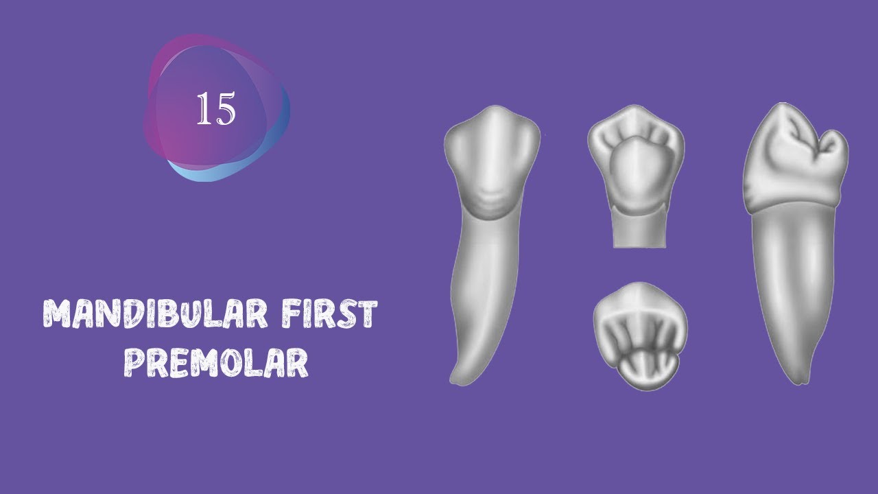 Dental anatomy 