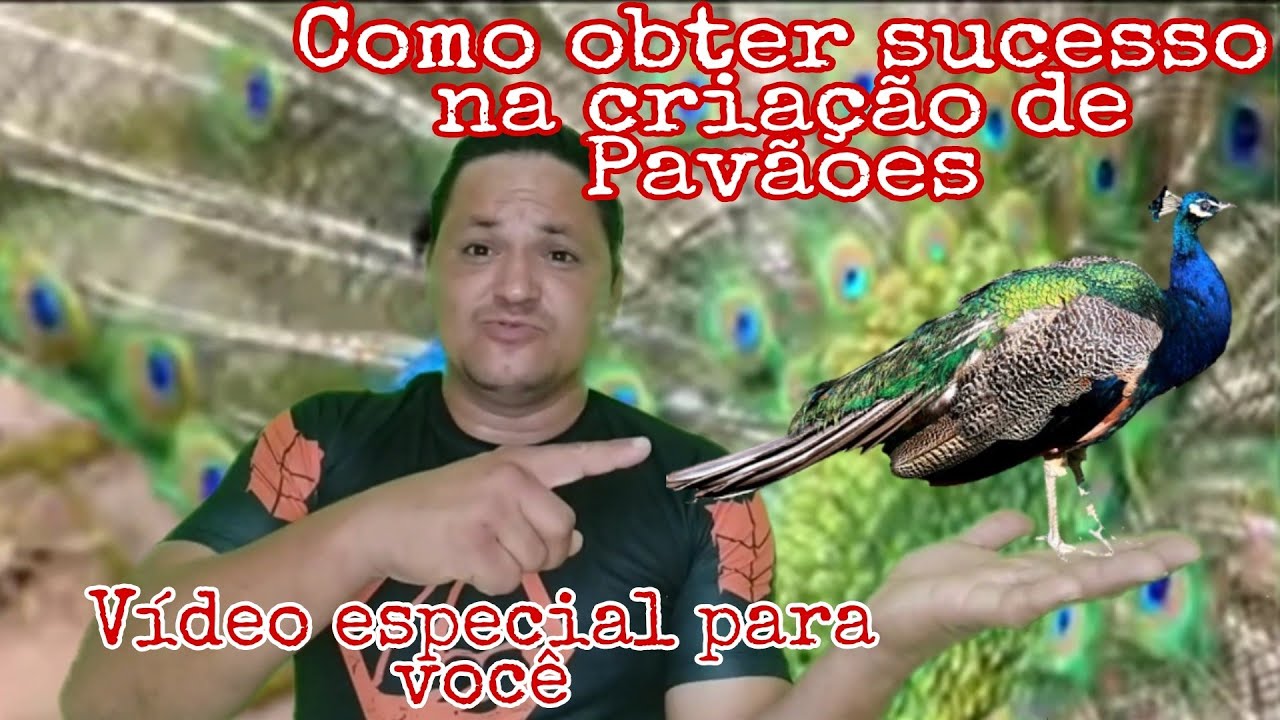 Cria&ccedil;&atilde;o de Pav&atilde;o Azul. Dicas de como obter sucesso na sua cria&ccedil;&atilde;o.