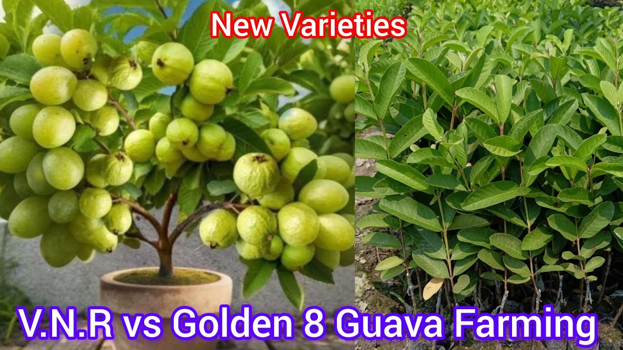 Golden 8 Guava is a very good variety. farming it will be profitable//Call.7432861939