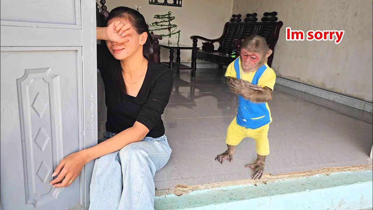 SU monkey obedient apologizes to his mother