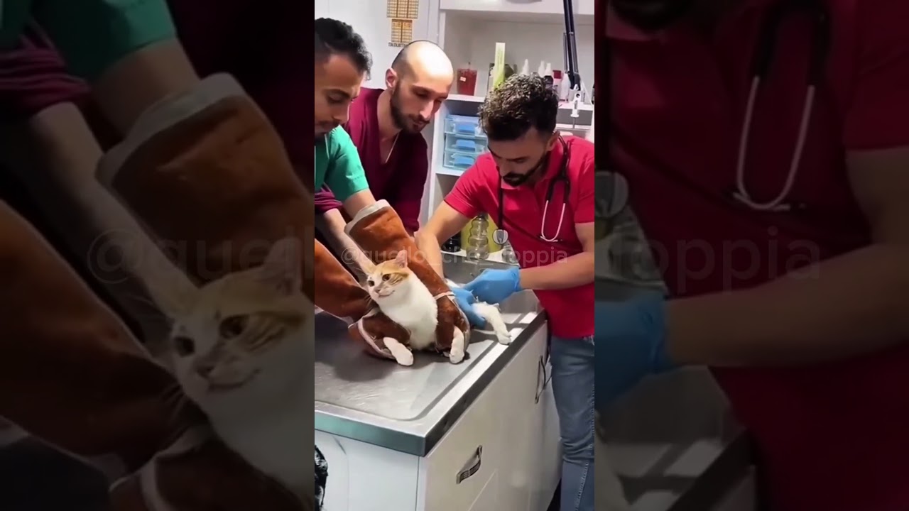 Il gatto e il veterinario - versione integrale #doppiaggio #cats