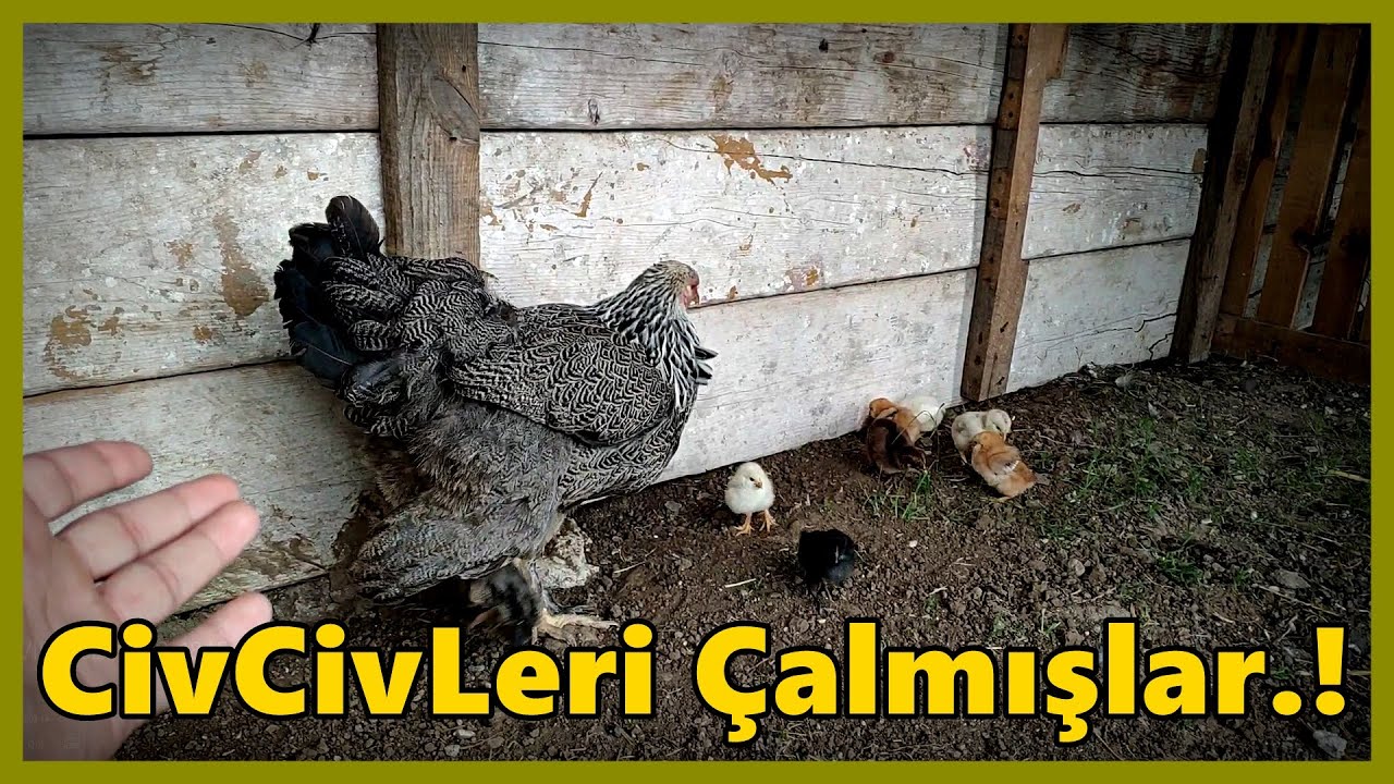 Ayfer'in Brahma CivCivLerini ÇalmışLar.!-Yine Sitem Kar Bir Gün!#Tekirdağ#tavuk#civciv#gurk