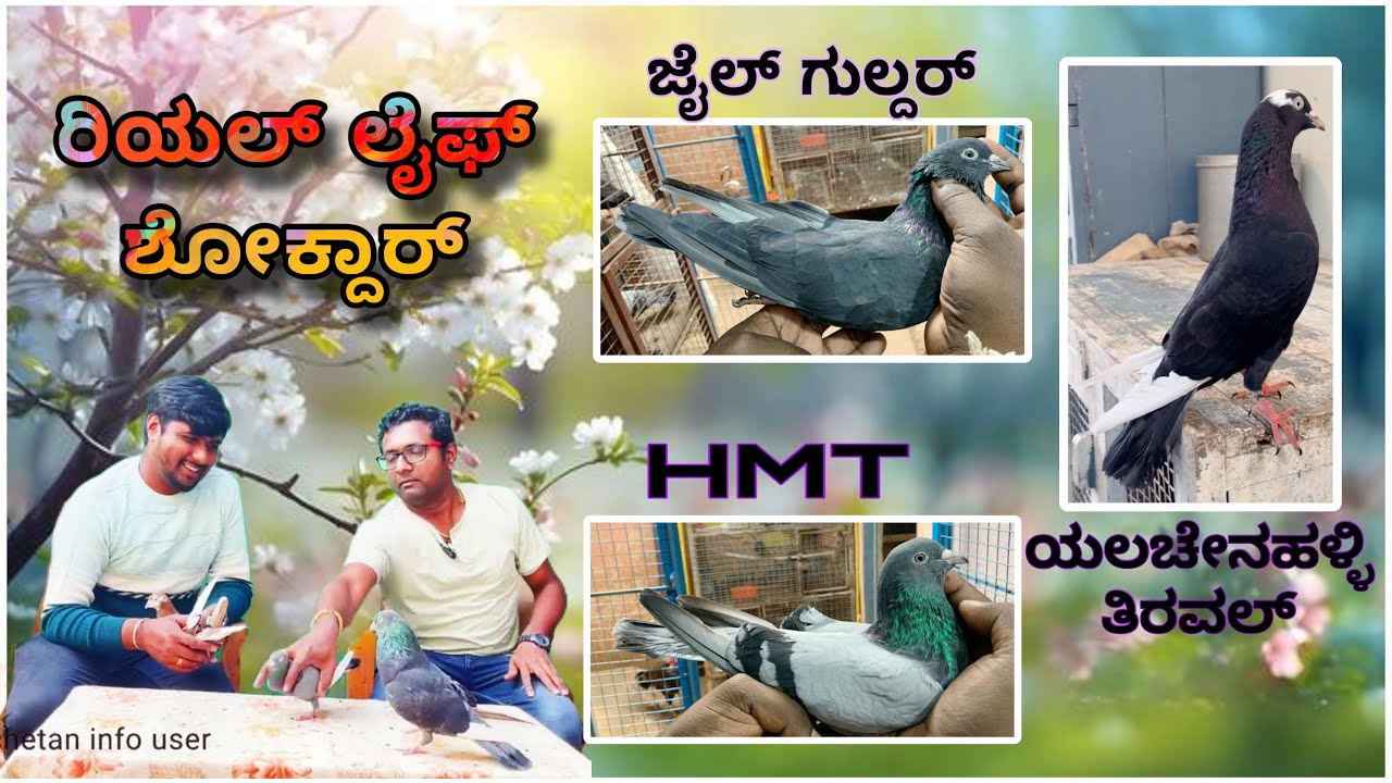 Untold Stories About Vijipura Devanahali Shokdars | jail guldar Birds |ರಿಯಲ್ ಲೈಫ್ ಶೋಕ್ದಾರ್ part 6