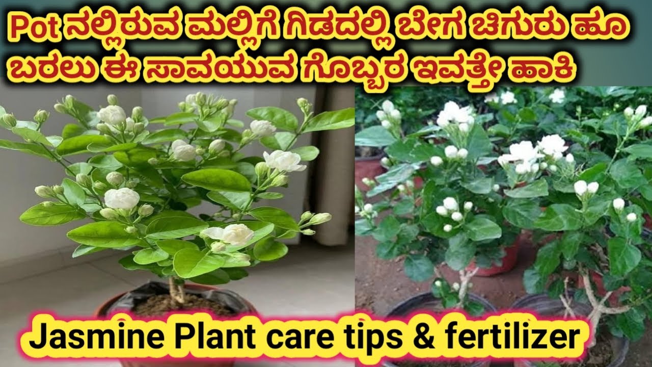 Pot ನಲ್ಲಿರುವ ಮಲ್ಲಿಗೆ ಗಿಡದಲ್ಲಿ ಬೇಗ ಚಿಗುರು ಹೂ ಬರಲು ಈ ಸಾವಯುವ ಗೊಬ್ಬರ ಇವತ್ತೇ ಹಾಕಿ\jasmine plant care Tips