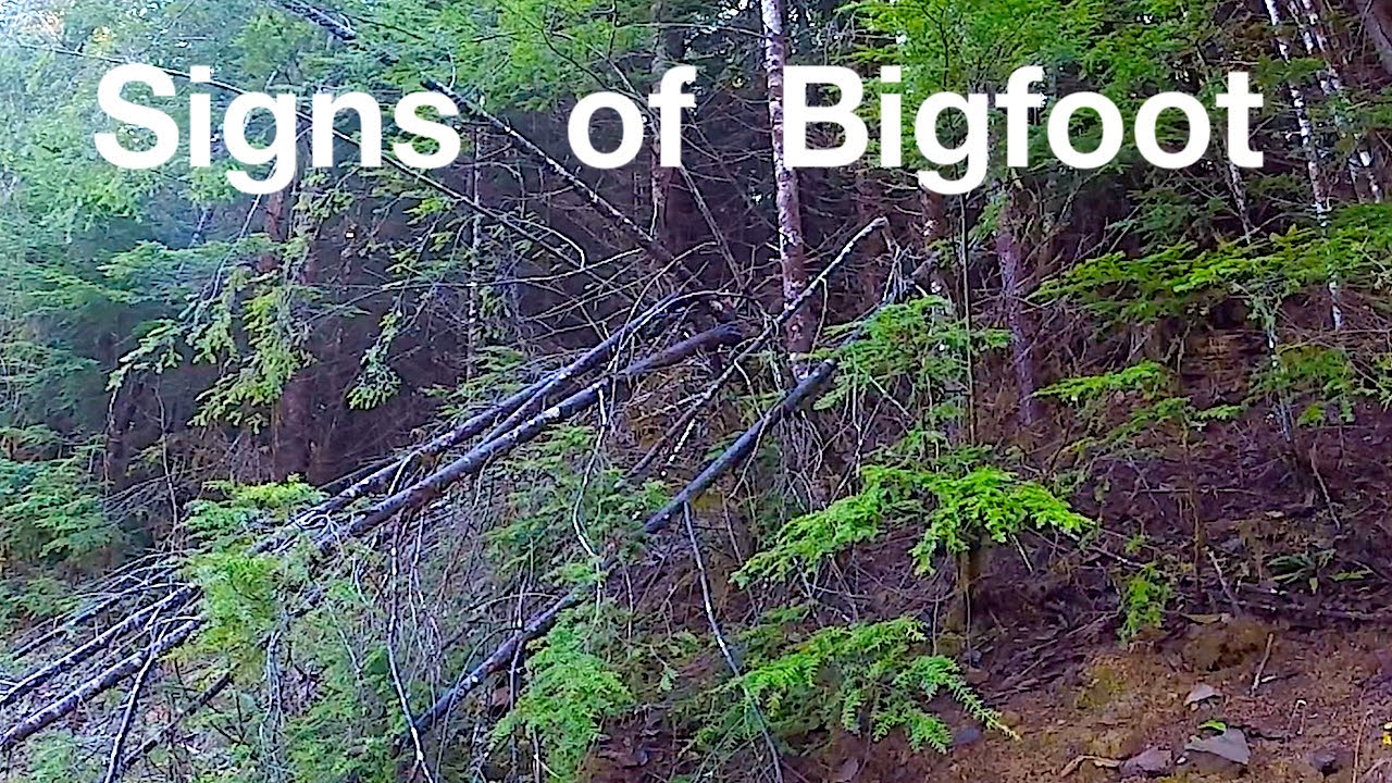Bigfoot Tree Breaks - Bends - Arches - Everywhere