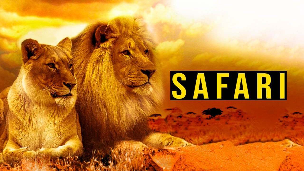 Safari z Zanzibaru / PRAKTYCZNE WSKAZÓWKI Jak Zorganizować Bezpieczne Safari i Bez Przepłacania