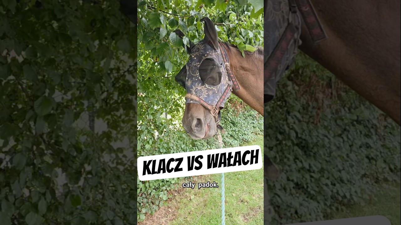 Klacz vs wałach #funnyhorses #horselovers #kochamkonie #equestrians #kasida #stajnia #jezdziectwo