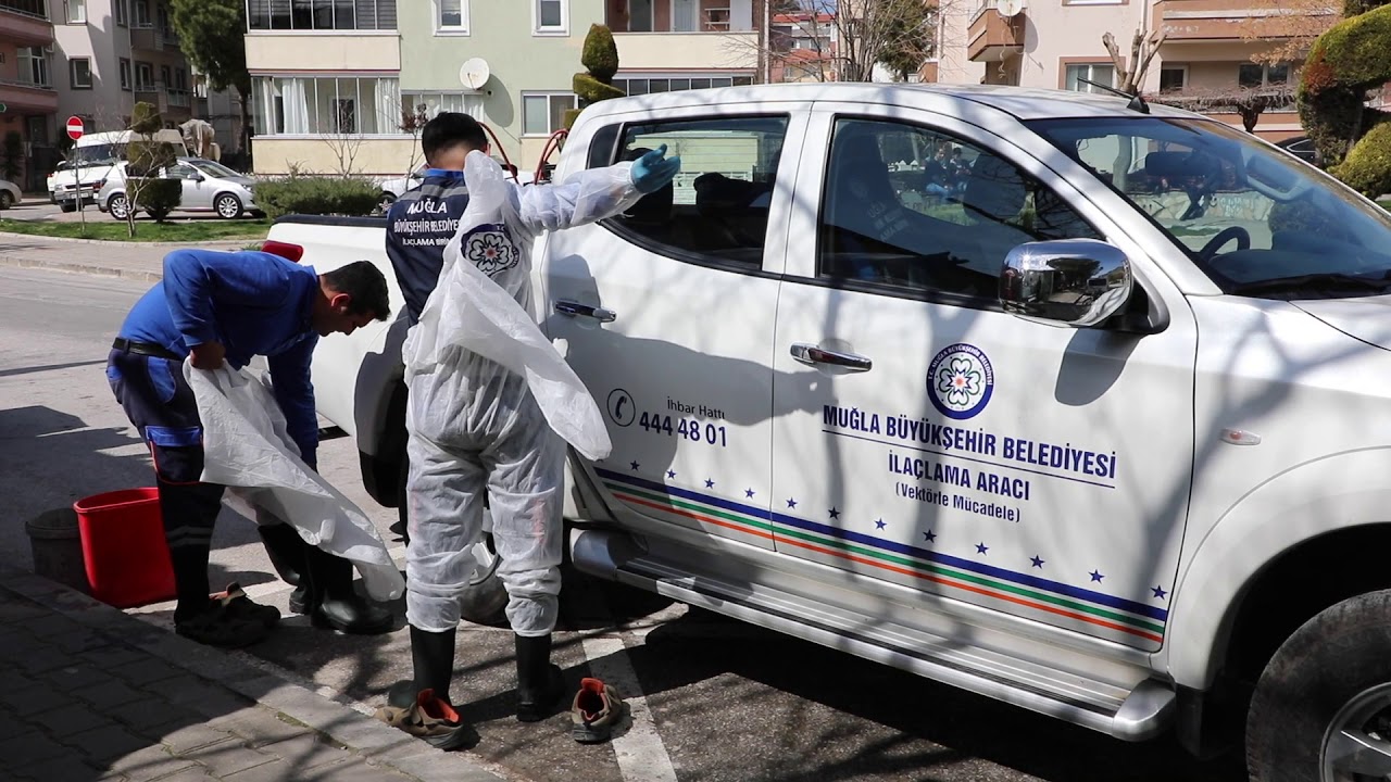 Muğla Büyükşehir kornayla mücadele devam ediyor