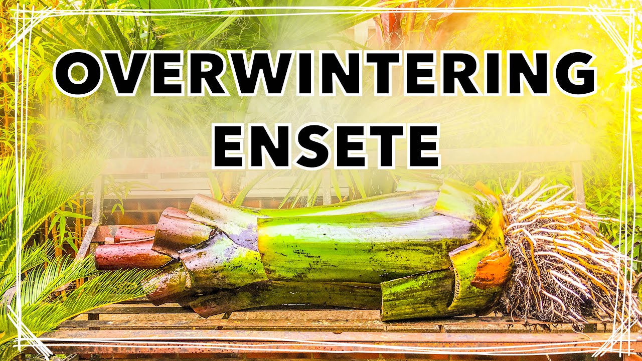 How I Overwinter Ensete ventricosum 'Maurelii’ - Red Banana Plant Winter Care Tips