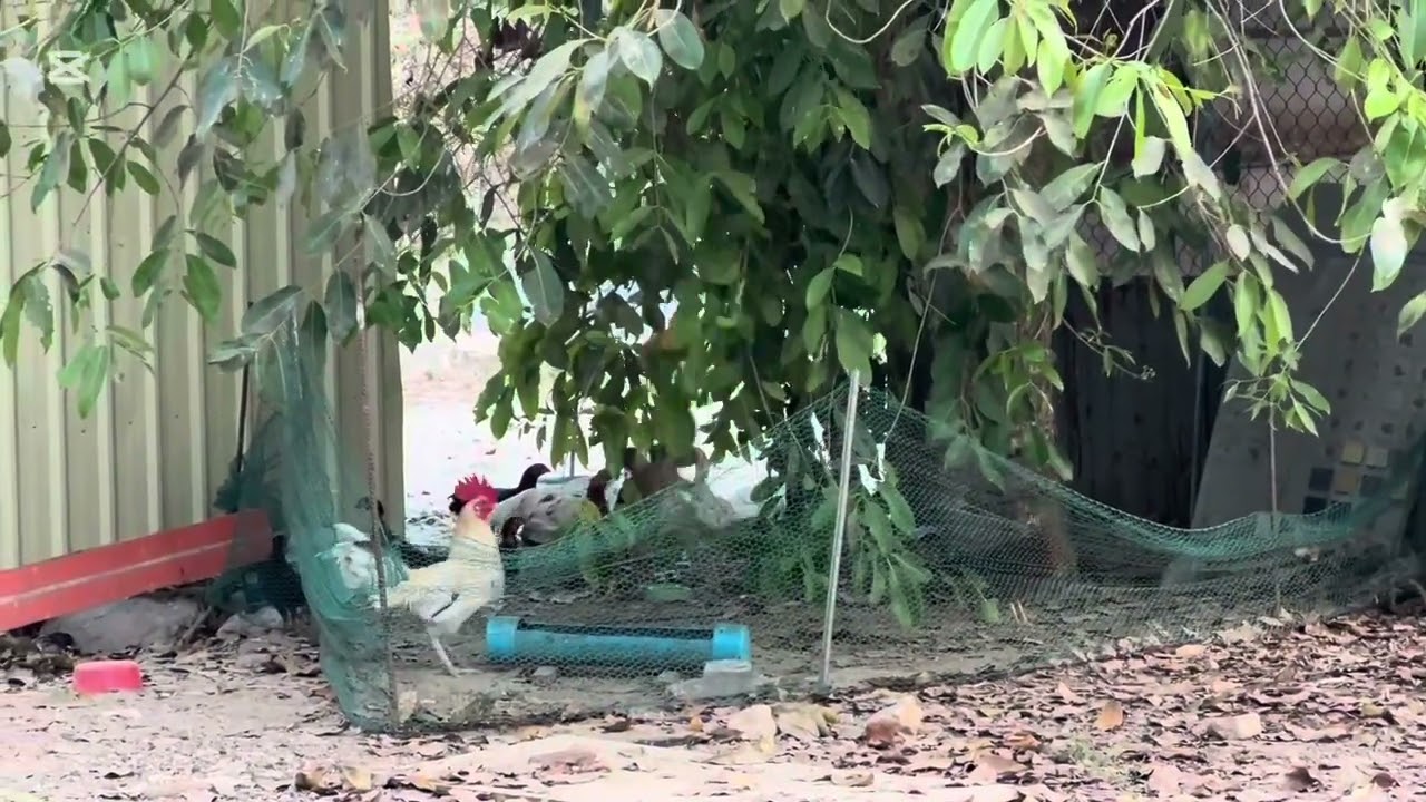 Mary catch a chicken #monkey #mary #animals