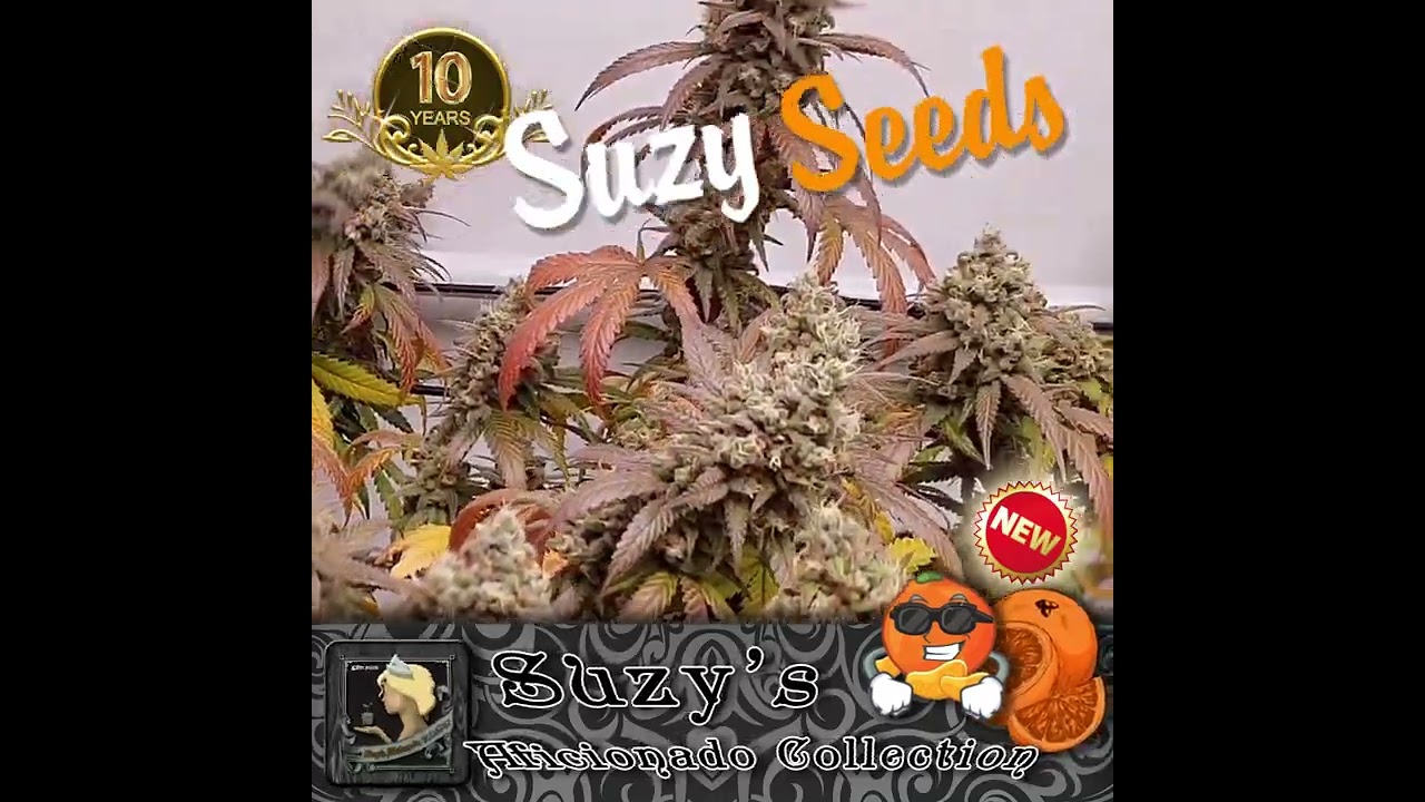 Suzy's Aficionado Collection - Premium Cannabis Seeds