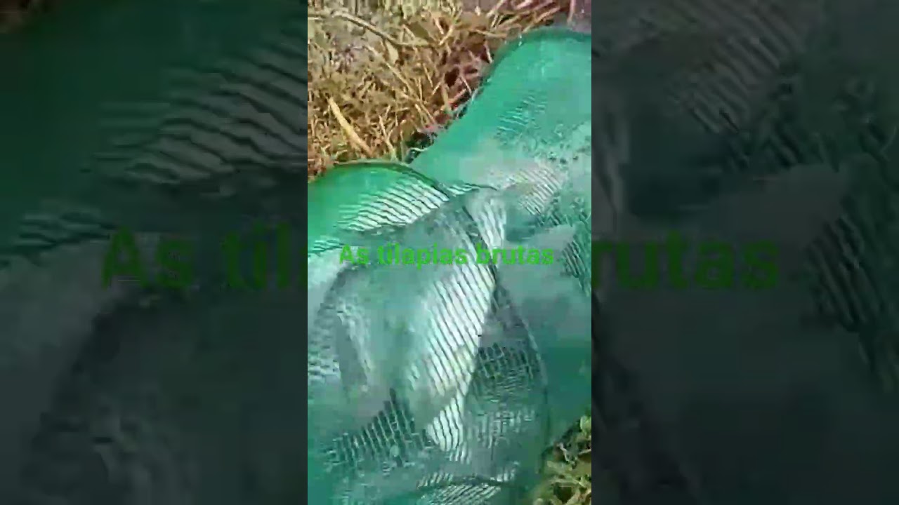 muitas tilapias