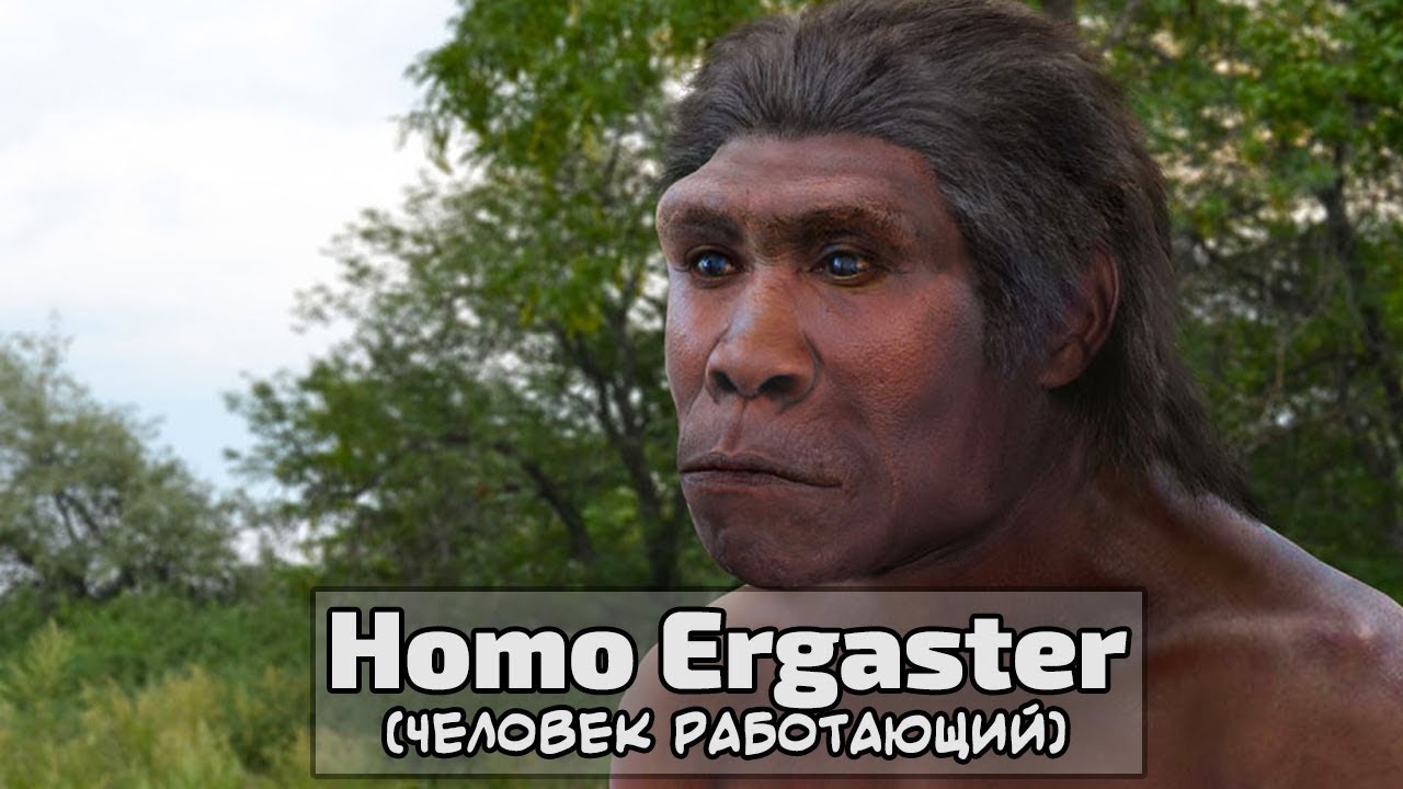 Homo Ergaster ( Человек Работающий )