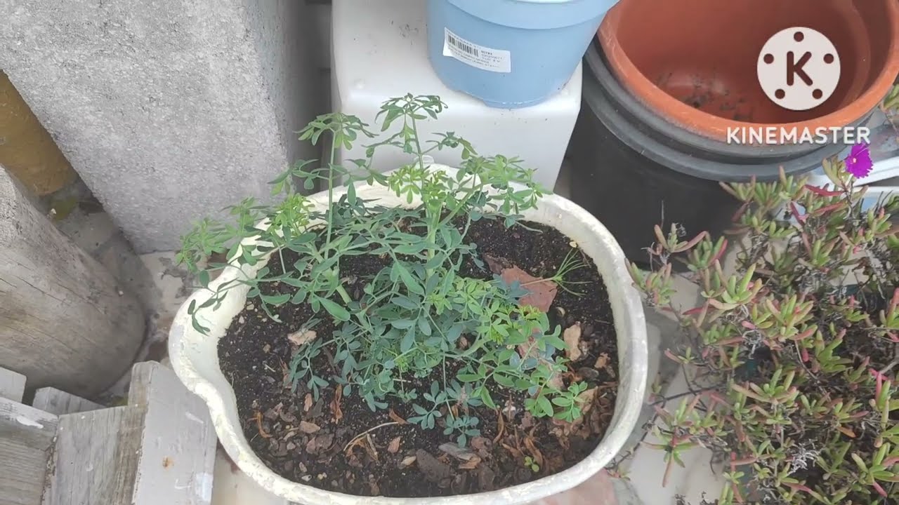✅APRENDA  CULTIVAR  ARRUDA