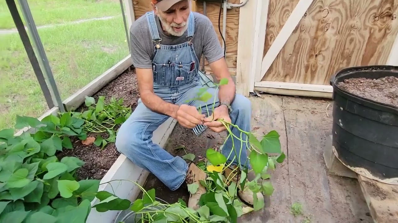 Unlock The SECRETS to Growing Sweet Potato Slips!