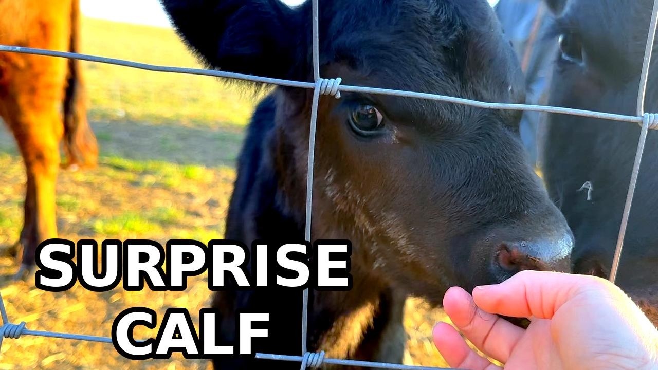 New Baby Calf | What You Don't See During Scripture With Josie