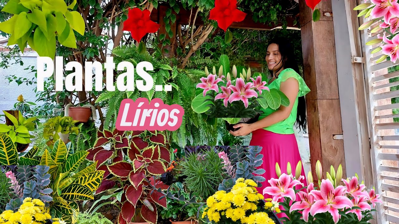 TÁ CHEIO DE FLORES LINDAS NESSE QUINTAL DE CASA e muitas plantas 