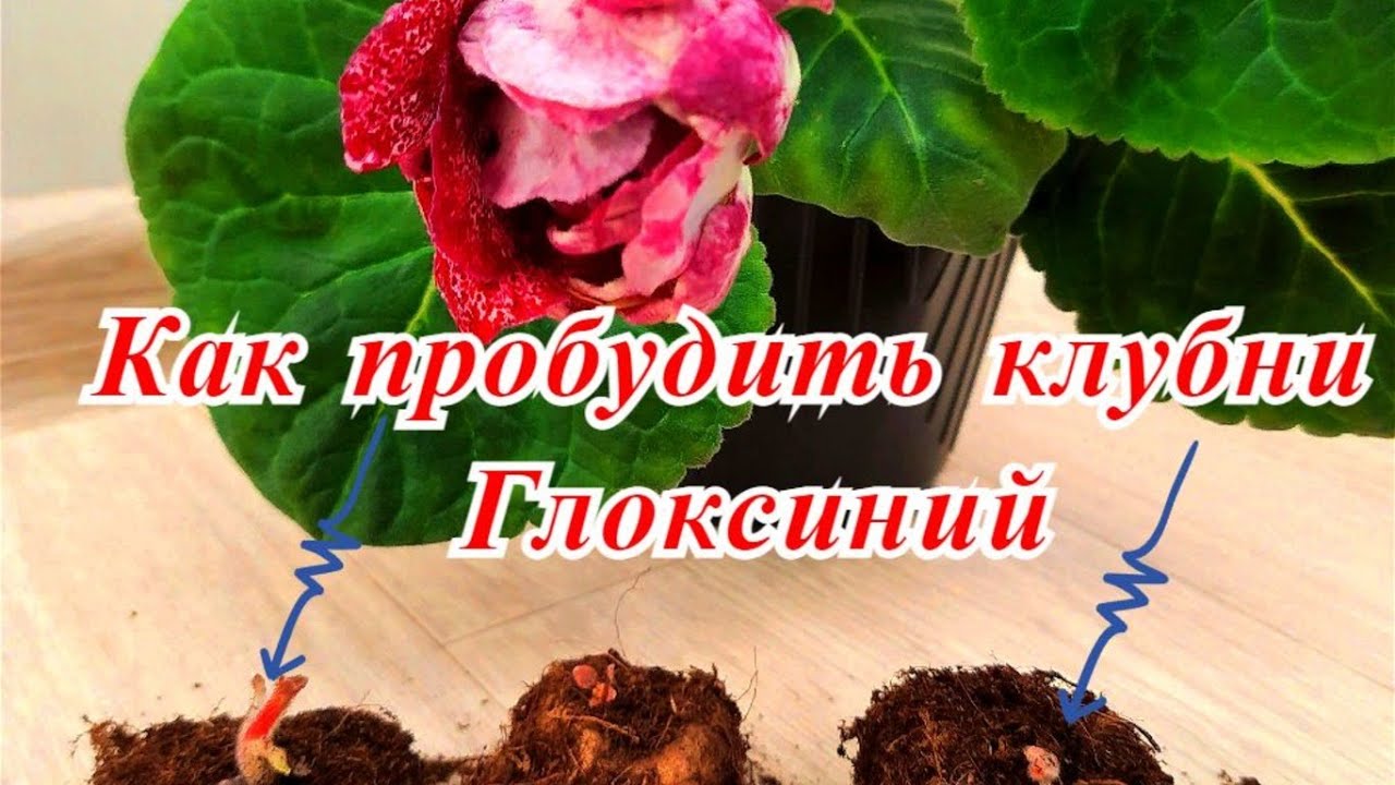 Как пробудить клубни Глоксиний после спячки