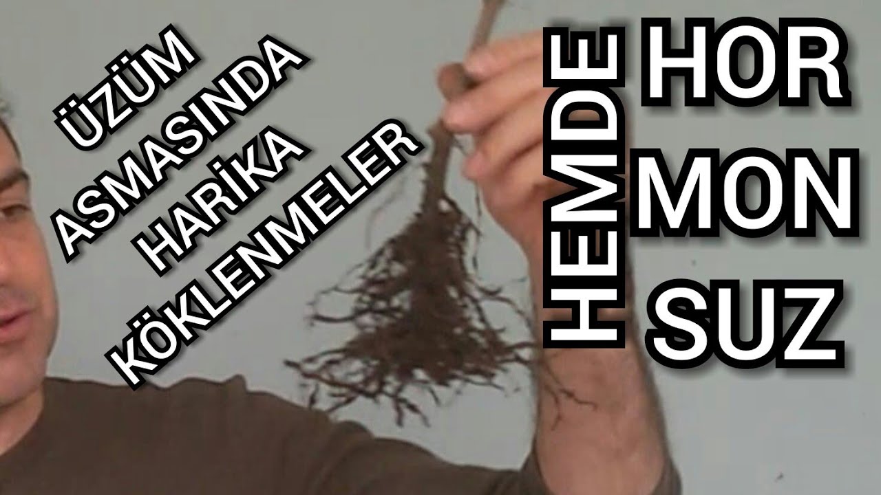 Üzüm Asması Nasıl Çoğaltılır