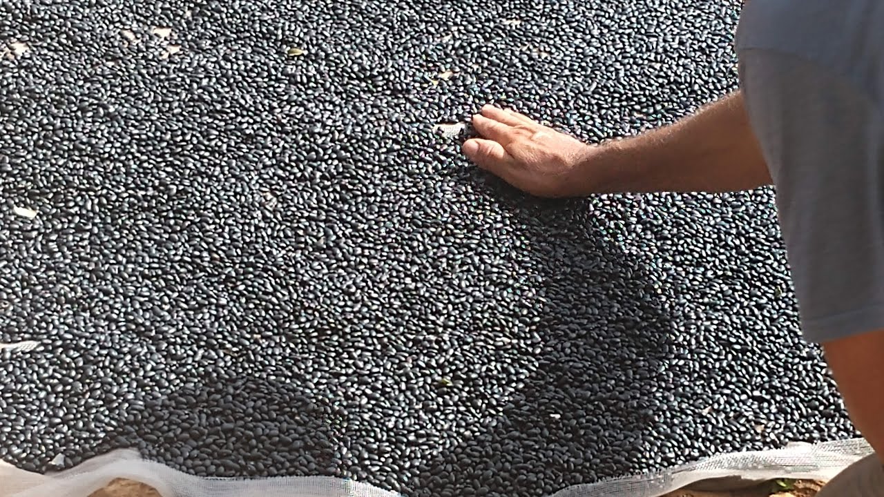 MELHOR LUA E MÊS PARA SE PLANTAR FEIJÃO