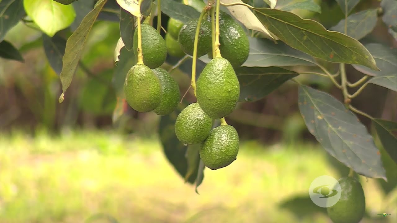 Aguacate Hass: seis principios para producir con calidad de exportación - La Finca de Hoy