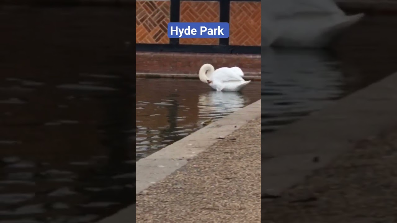Hyde Park London (ducks and Swan)#hydepark #london #shorts