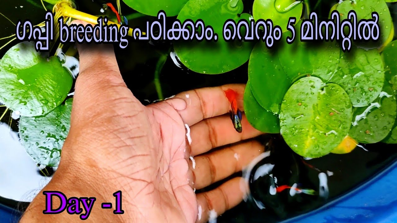 ഗപ്പി breeding പഠിക്കാം വെറും 5 മിനിറ്റിൽ | Platinum red big ear guppy breeding - Day 1 | ASMR