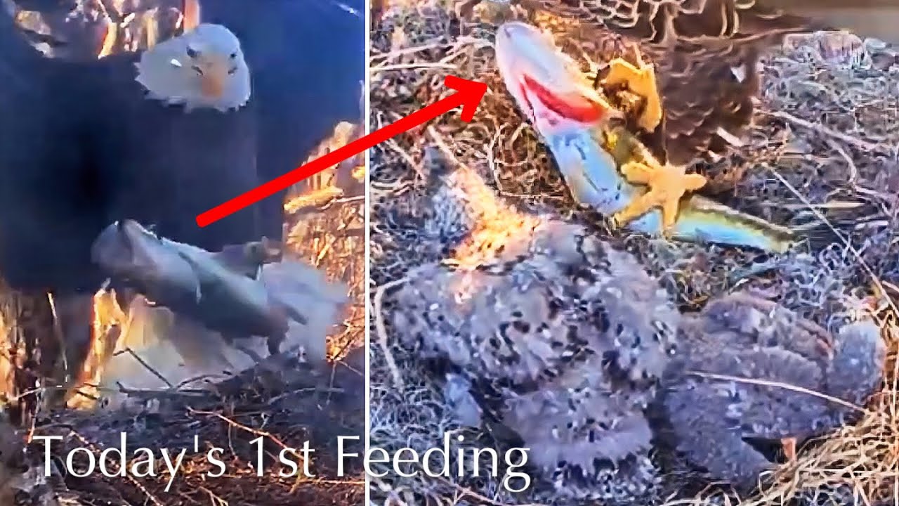#203🦅🐥31°🐥26°／Winter Park Eagle Nest 2026／Against All Odds:One-Eyed Mom／by Winter Park Eagle Cam