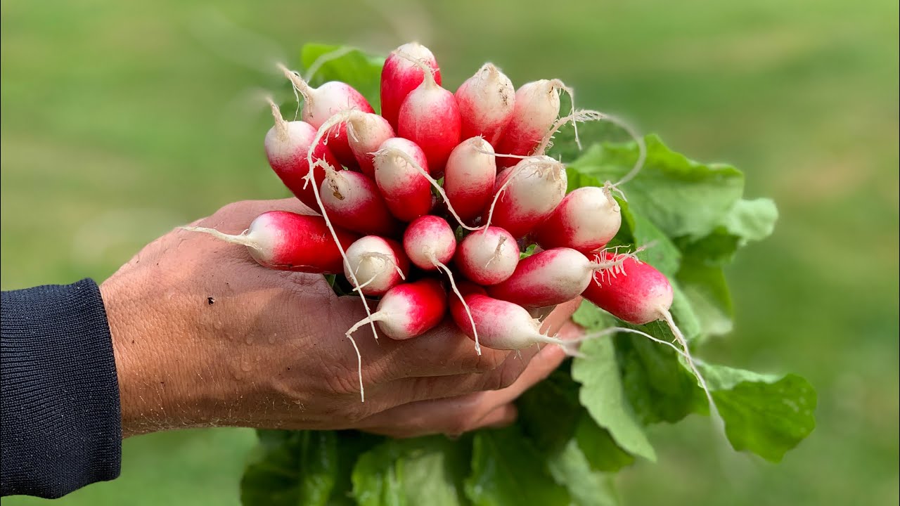 EN BEGYNDERS GUIDE TIL PERFEKTE RADISER (såning, høst, vask, prissætning og opbevaring)