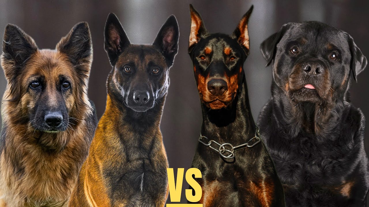Malinois | Dobermann | Rottweiler | Schäferhund | Wer ist der beste Schutzhund?