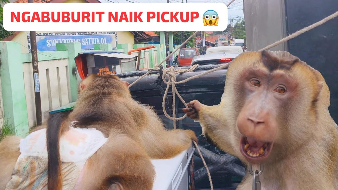 BERUK MONYONG NGABUBURIT DI ATAS PICKUP‼️GAK TAKUT JATUH 