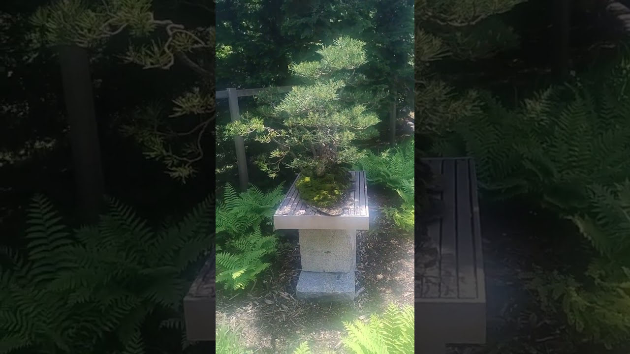 бонсай старше трехсот лет, three hundred year old bonsai