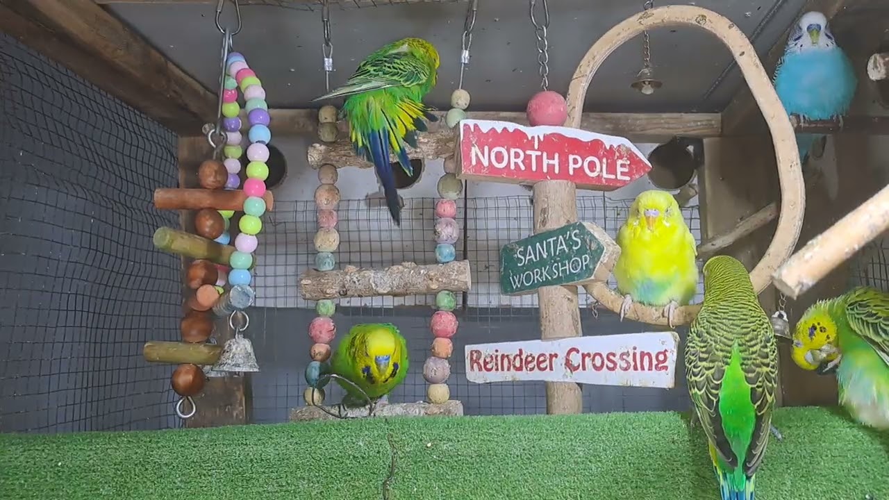 “You won’t believe what he said… 😅🦜 #FYP”