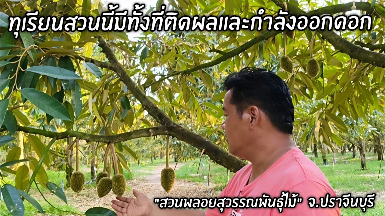 ทุเรียนสวนนี้มีทั้งที่ติดผลและกำลังออกดอก 